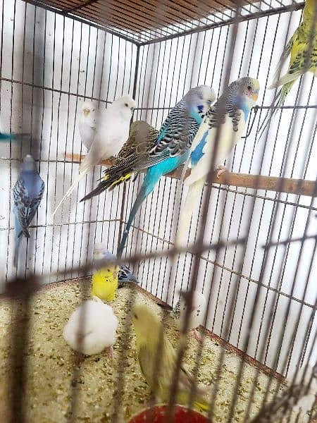 Exhibition pathy red eyes budgies hogobred  and   tcb budgies, 7