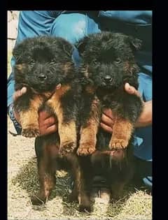 German shepherd sale puppy on olx