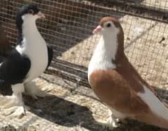 Mix Sherazi pigeons for sale including 3 cage