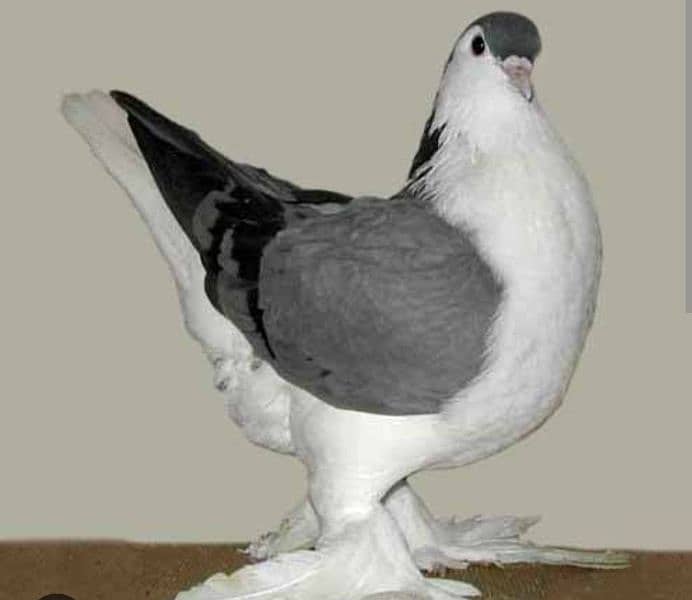 Mix Sherazi pigeons for sale including 3 cage 1