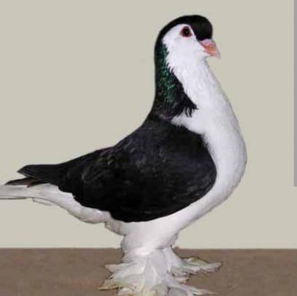 Mix Sherazi pigeons for sale including 3 cage 2