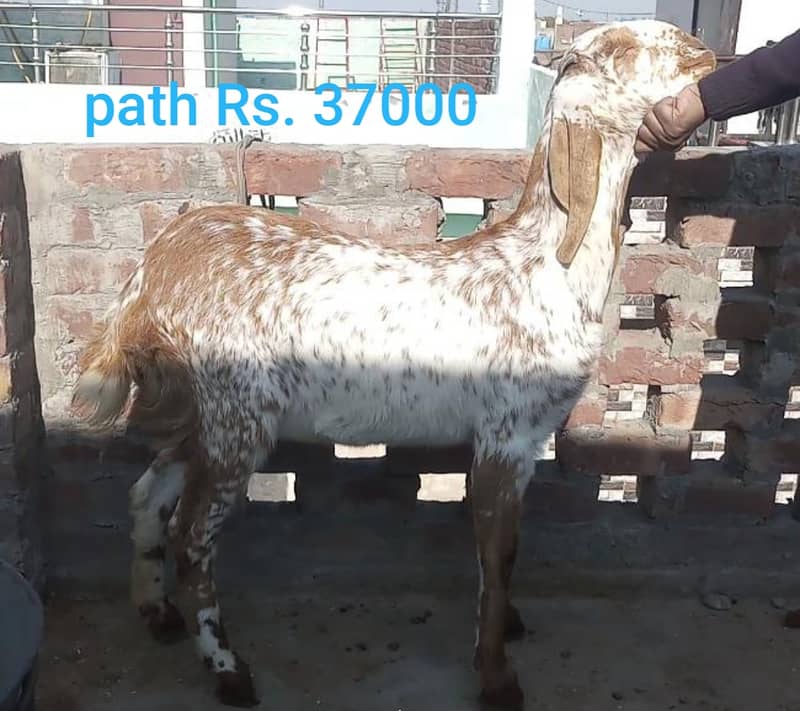 Goat milk ( bakri ka khalis dood available ha 6