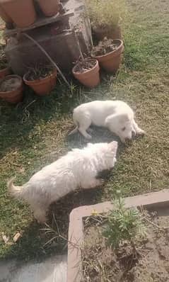 Rassion baby dogs for sale each 15000