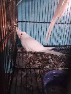 2 Chicks of Cockatiel White