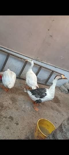 2 male 1 female