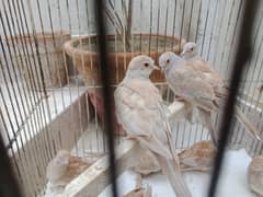 Red dove ready to breed and breeder pair forsell