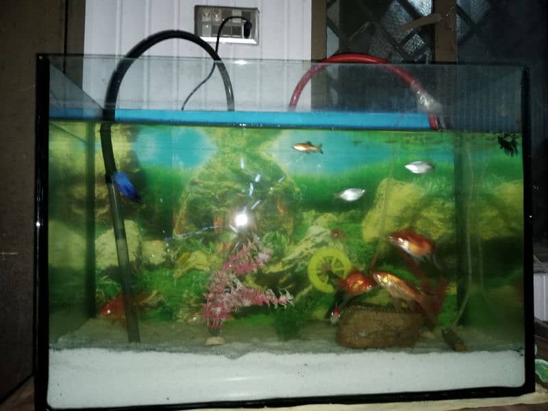 basket filter fish aquarium 6
