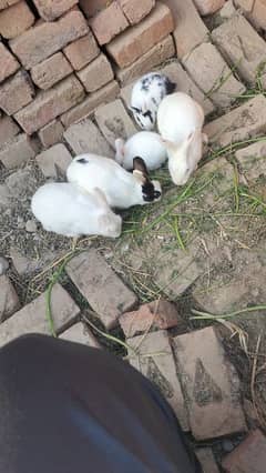 desi white and black rabbit available 0
