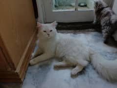 a beautiful persian male with blue eyes for sale