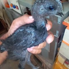 pure black toung ayam cemani