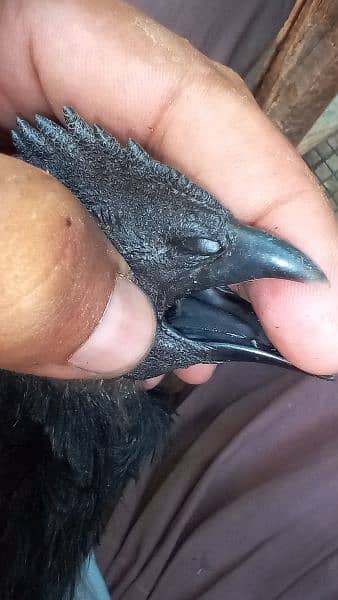 pure black toung ayam cemani 2