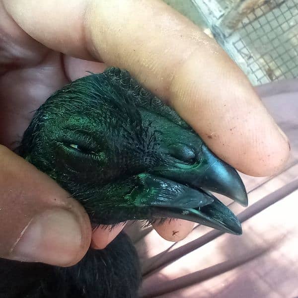 pure black toung ayam cemani 3