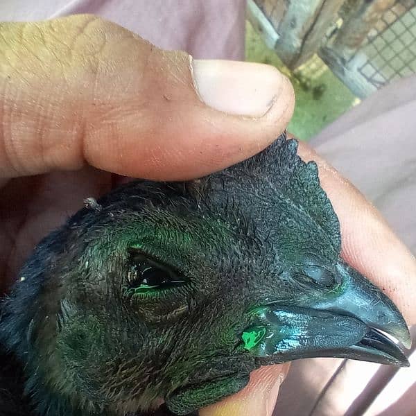 pure black toung ayam cemani 4