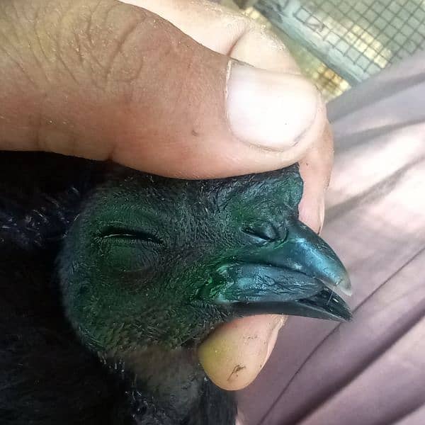 pure black toung ayam cemani 5