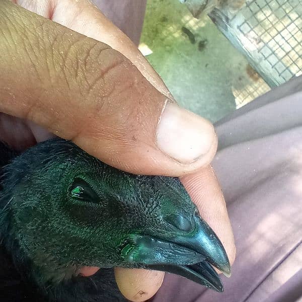 pure black toung ayam cemani 8