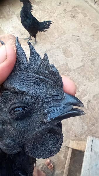 pure black toung ayam cemani 12