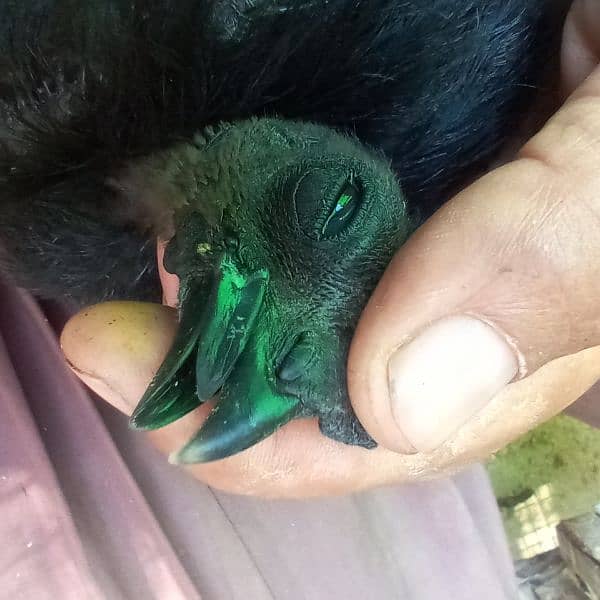 pure black toung ayam cemani 13