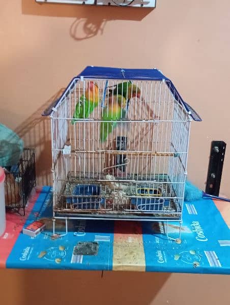 complete setup for sale with two cages and 2 breeding pairs 6