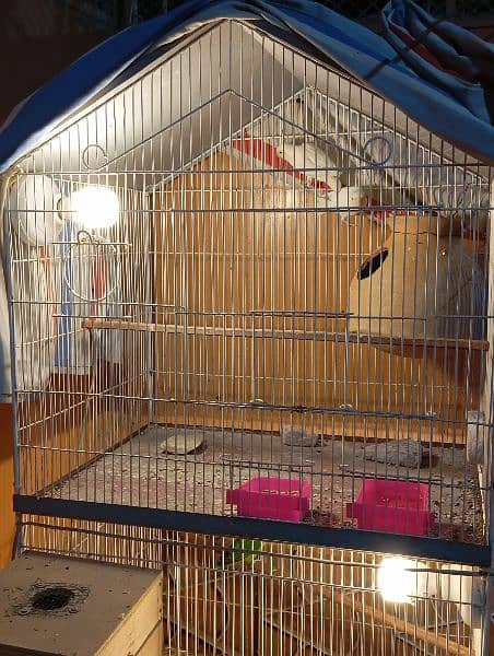 complete setup for sale with two cages and 2 breeding pairs 7