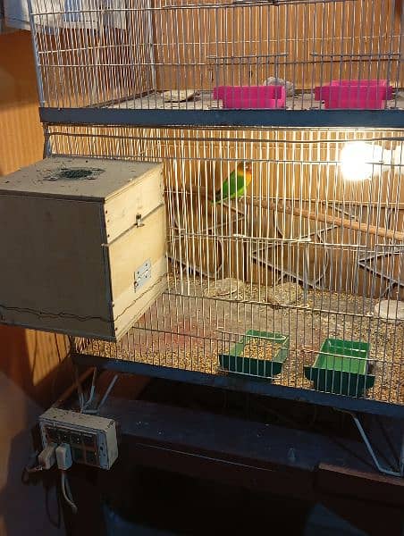 complete setup for sale with two cages and 2 breeding pairs 8