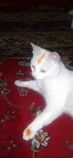 Persian Cat For Sale
Healthy & Active 4