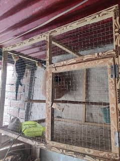 1 Pair of cocktail grey color breeder with cage for sell