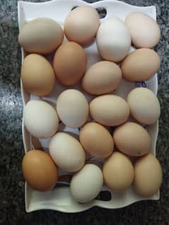 350/ Dozen Pure Organic Desi Eggs