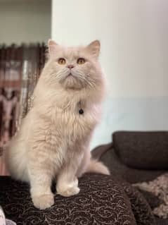 Triple Coated Male Persian 10 months