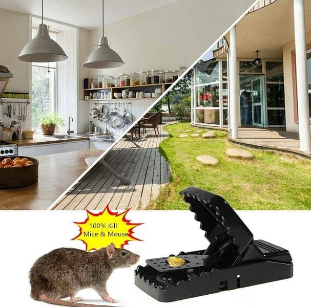 Mouse Trap 100 Percent Work 0317 4203683 Whatsapp number 7