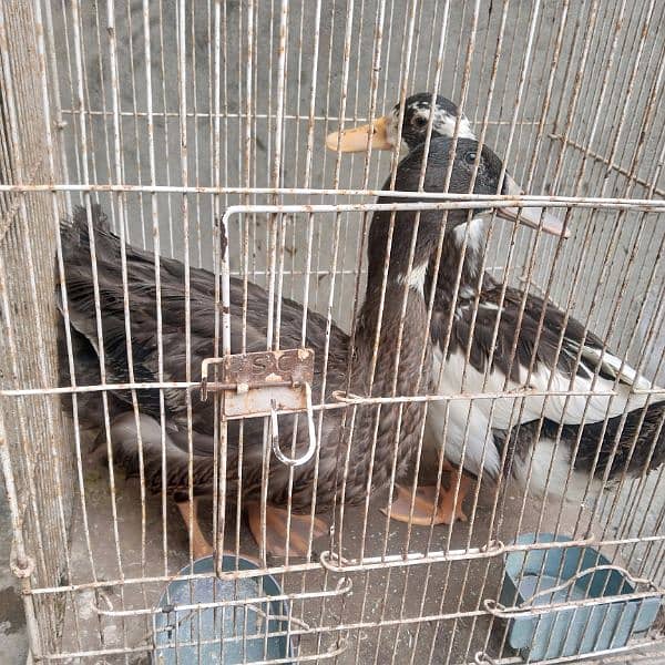 ducks pair 2