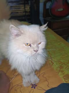 persian punch face 9 month cream colour 0