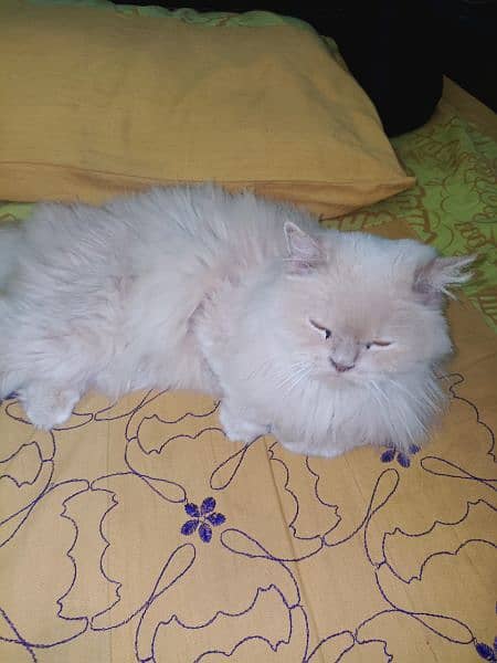 persian punch face 9 month cream colour 1