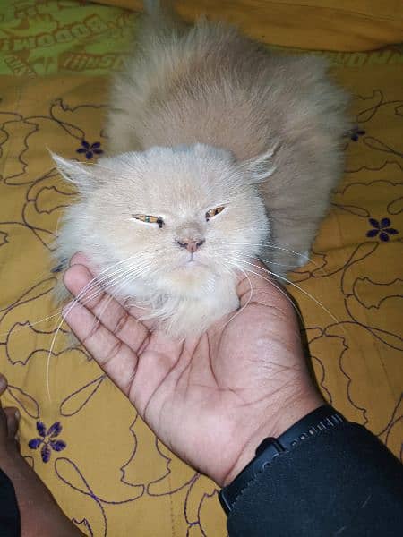 persian punch face 9 month cream colour 2