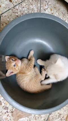 Pair of Semi Persian Kittens