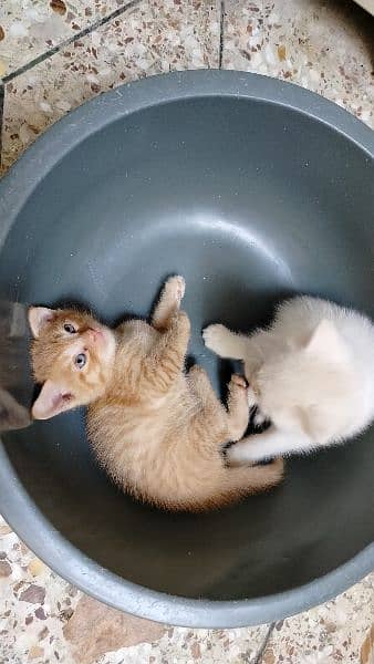 Pair of Semi Persian Kittens 0