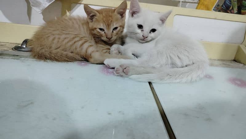 Pair of Semi Persian Kittens 1