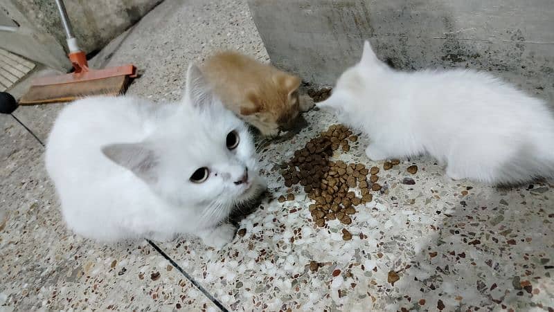Pair of Semi Persian Kittens 2