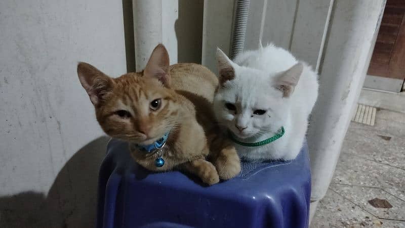 Pair of Semi Persian Kittens 3
