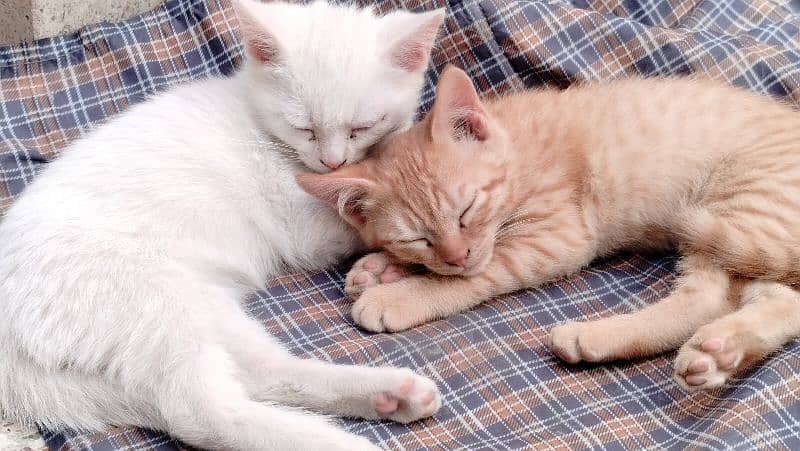 Pair of Semi Persian Kittens 4