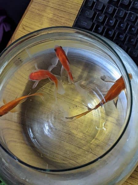2 Orange Fish with Bowl and Food for 1 year. 1