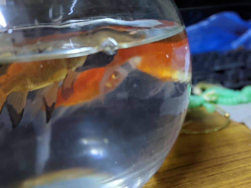 2 Orange Fish with Bowl and Food for 1 year. 3
