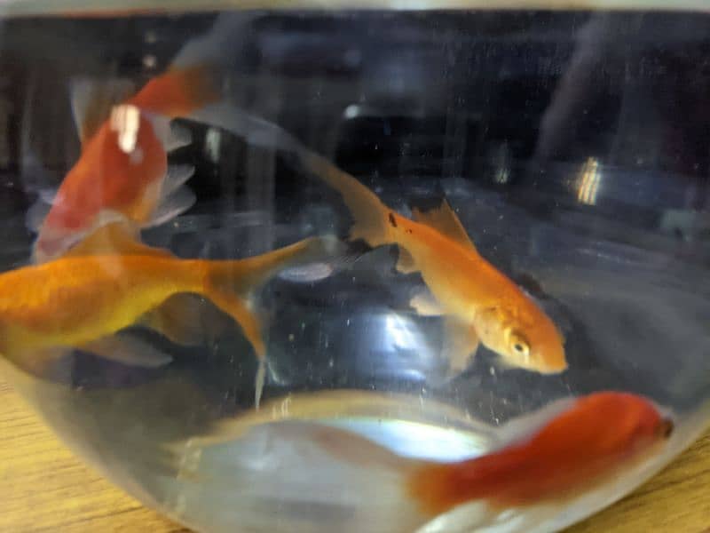 2 Orange Fish with Bowl and Food for 1 year. 4