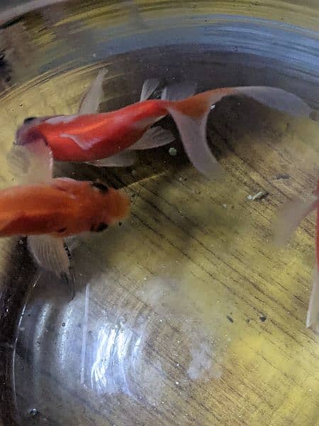 2 Orange Fish with Bowl and Food for 1 year. 6