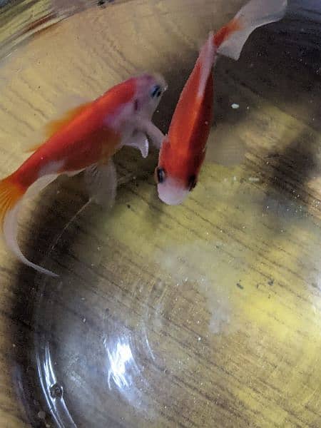 2 Orange Fish with Bowl and Food for 1 year. 7