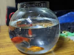 2 Orange Fish with Bowl and Food for 1 year.
