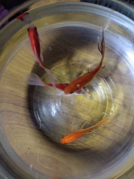 2 Orange Fish with Bowl and Food for 1 year. 8