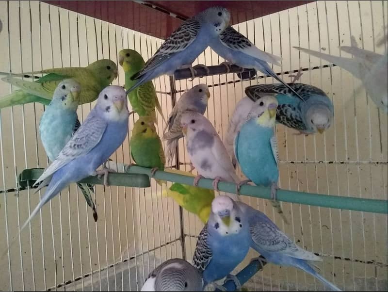 Australian parrots breeder pairs with eggs and chicks | adult pairs 4