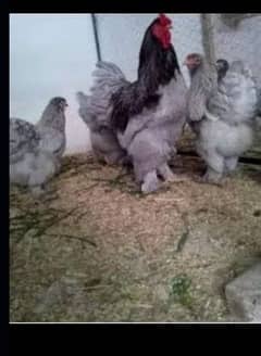 blue heavy, japnies molted and coco . black bharama chicks available