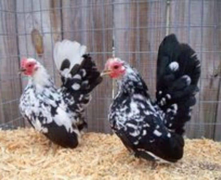 blue heavy, japnies molted and coco . black bharama chicks available 1
