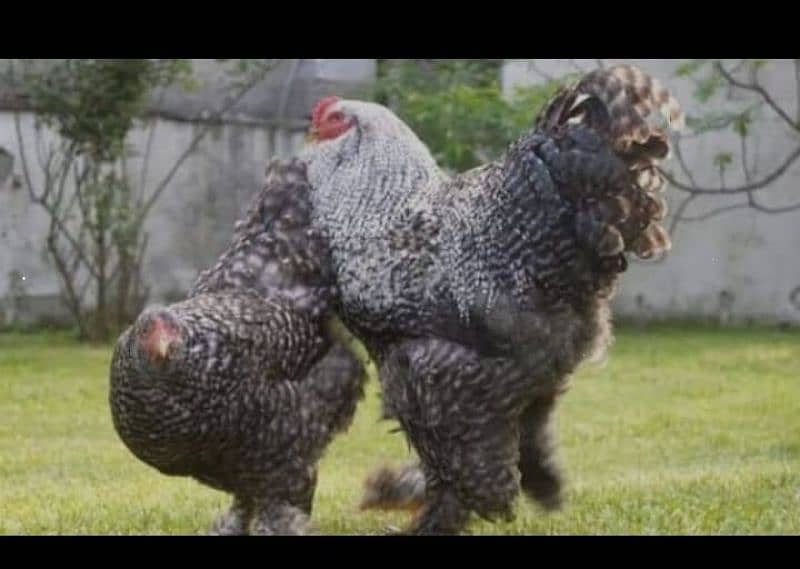 blue heavy, japnies molted and coco . black bharama chicks available 6
